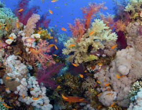 http://www.habitat.noaa.gov/images/coral_reefs_diverse_sea_life.jpg