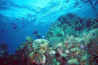 http://oceanservice.noaa.gov/education/kits/corals/media/coral07a_480.jpg