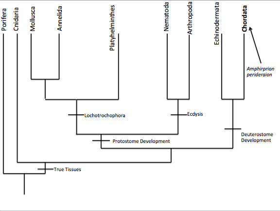Animalia Phylogenetic Tree