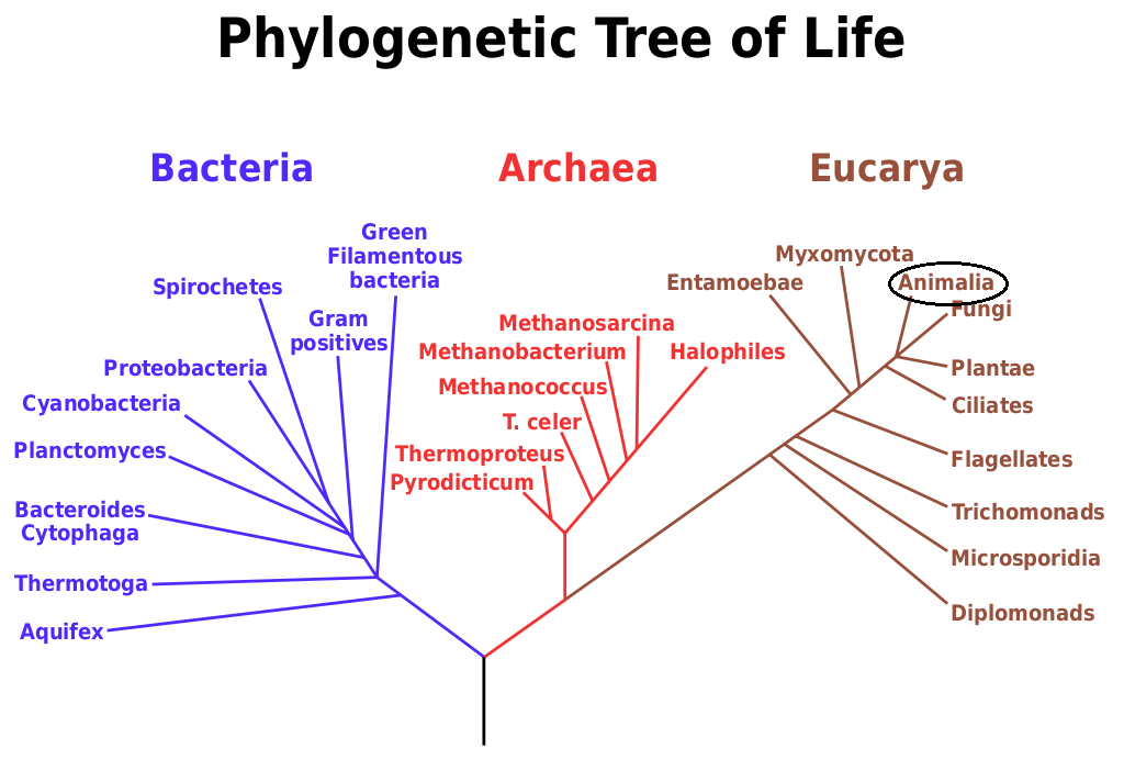 Phylogenetic tree of life. Created by Eric Gaba 