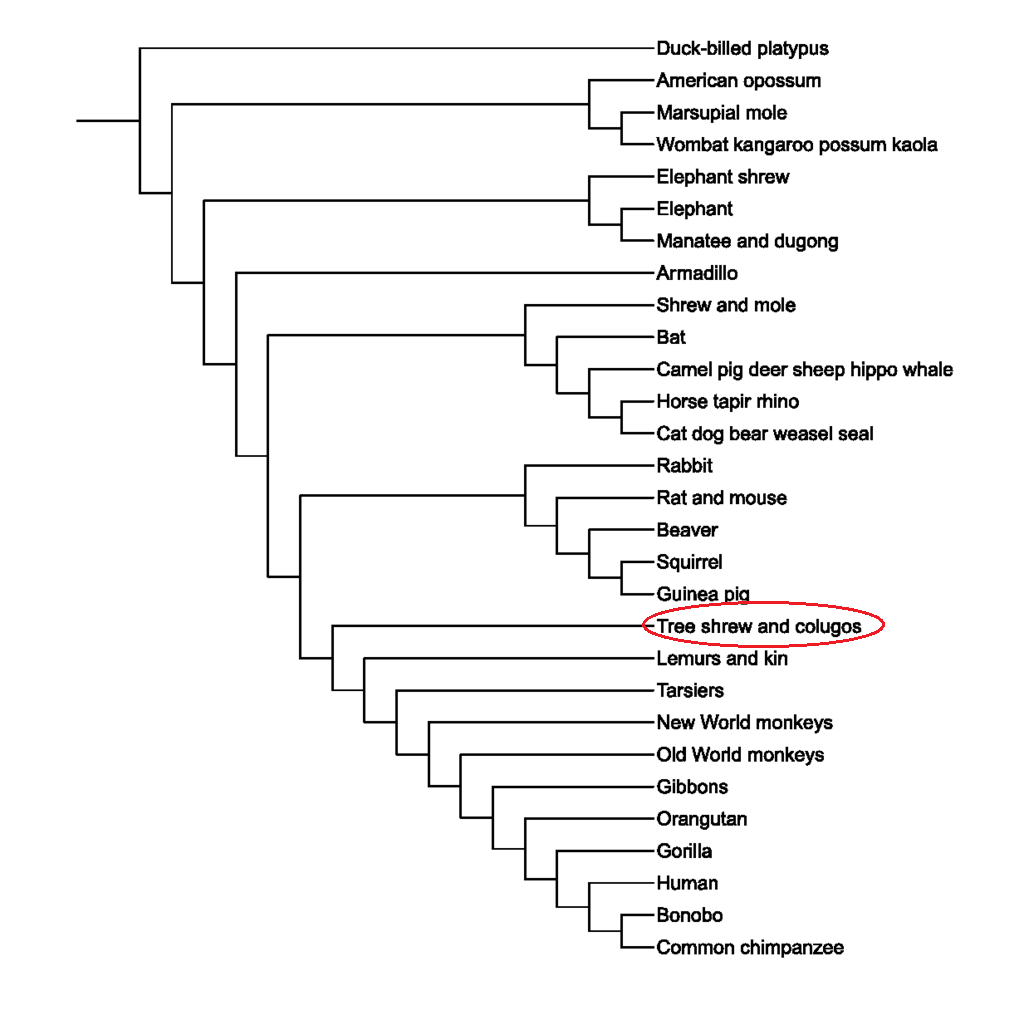 Mammal phylogenetic tree. Created by Fred Hsu 