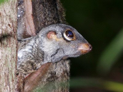 Juvenile colugo. Image by Nick Baker