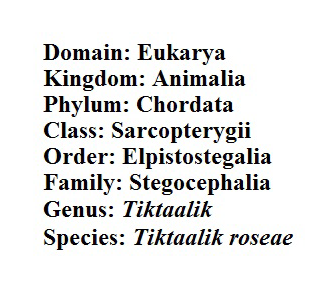 Tiktaalik Classification. Photo created by Michelle Raabe. 