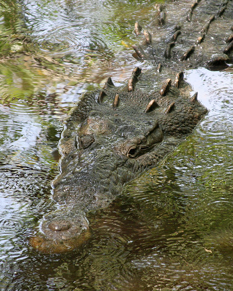 Crocodile. Photo used from Wikimedia Commons, uploaded by Tomás Castelazo.