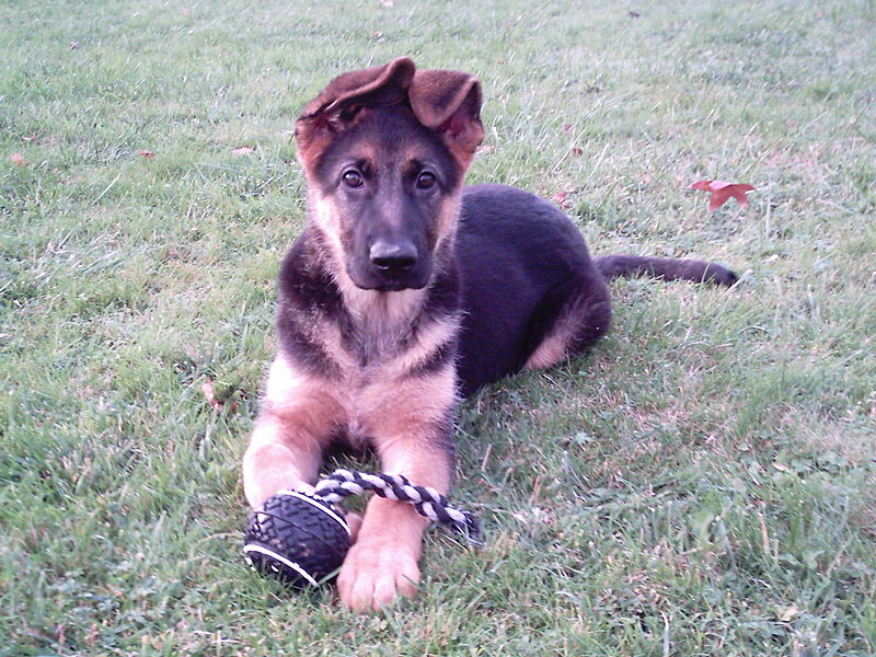 German Shepherd Puppy. Photo used from Wikimedia Commons, uploaded by user:Bessie. 