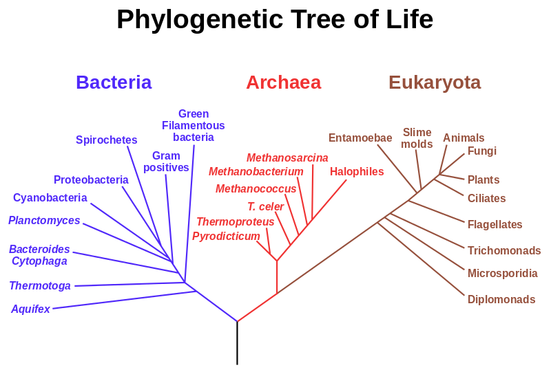 Tree of Life Phylogeny. Photo used from Wikimedia Commons, uploaded by Eric Gaba. 