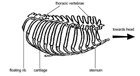 An example of ribs. Photo used from Wikimedia Commons, Creative Commons License, uploaded by Sunshineconnelly.