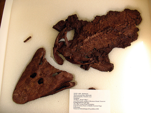 Tiktaalik holotype. Photo used from Flicker, uploaded by Vilseskogen.
