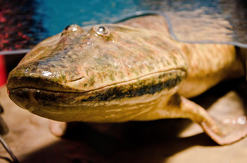Tiktaalik roseae. Photo used from Flickr, Creative Commons License, photo credit to Jamie Bernstein, no changes made. 