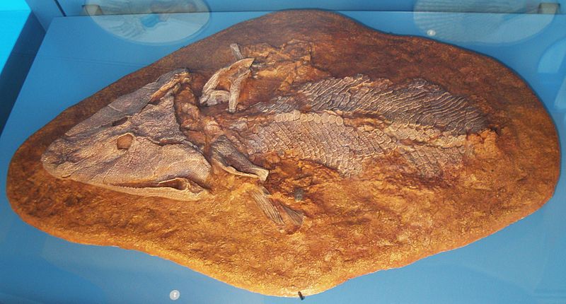 Tiktaalik fossil. Photo used from Wikimedia Commons, uploaded by Ghedoghedo.