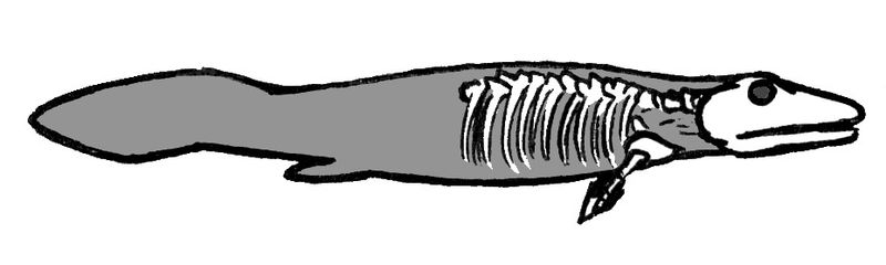 A sketch of Tiktaalik. Photo used from Wikimedia Commons, uploaded by Conty. 