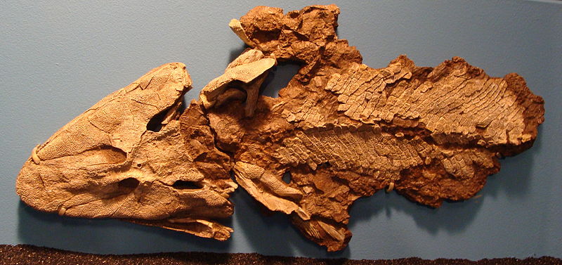 Tiktaalik roseae fossil. Photo used from Wikimedia Commons, uploaded by Eduard Solà.  