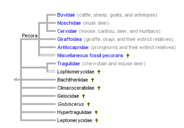 Phylogenetic tree (Ruminantia, 2006)