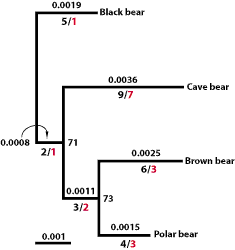 phylogenetic tree of bears