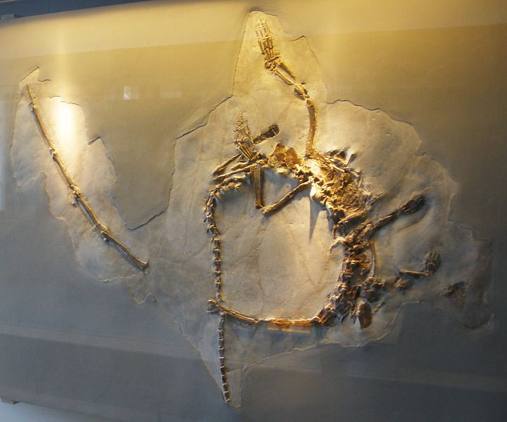 Full body skeleton of Tanystropheus longobardicus