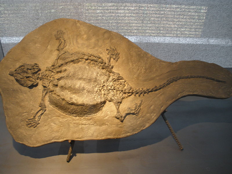 fossil of a placodont; Cyamodus