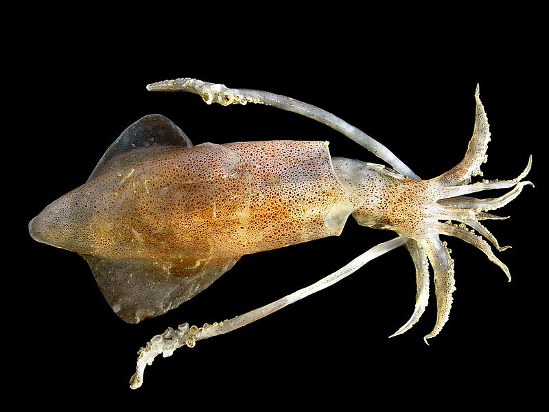 Squid; prey of Tanystropheus longobardicus