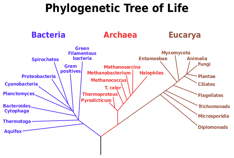 Phylogenetic tree of Life