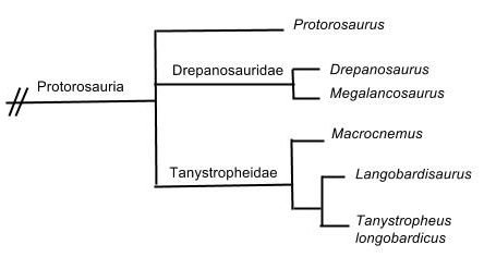 Phylogenetic Tree of Tanystropheus longobardicus