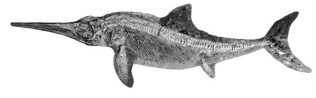 Ichthyosaurs picture in black and white