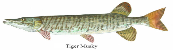 General picture of a Tiger musky