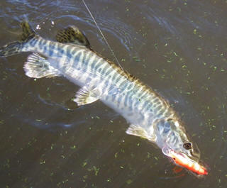 Tiger musky hooked. Photo by Karl f. Moffat