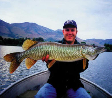Landed Pineview tiger muskie. Photo compliments of Dave Webb