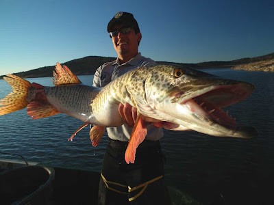 Figure 8. Giant tiger musky landed. Photo by Karl F. Moffat.