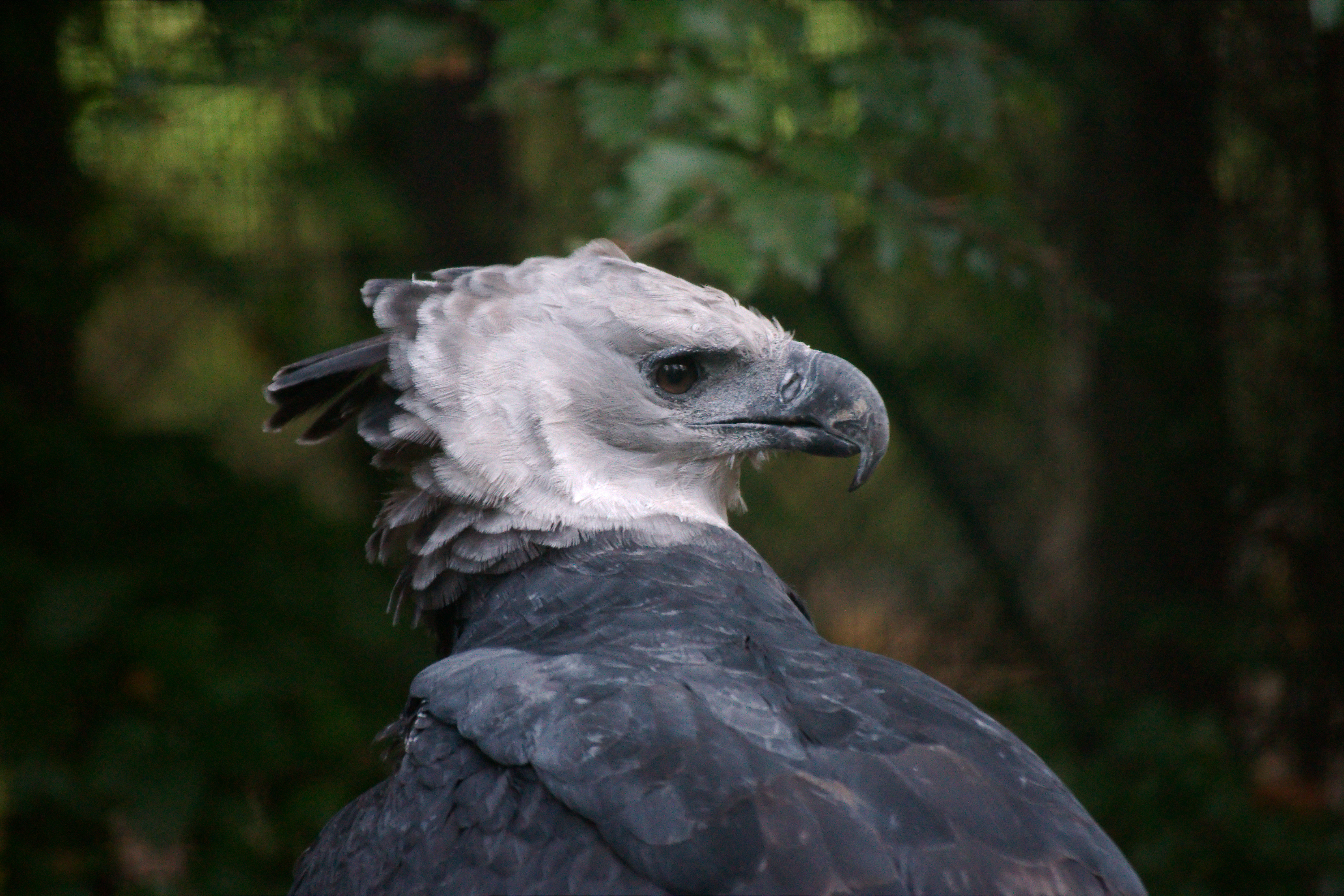 Side view of the Harpy Eagle. Photo taken by Andy Rogers, published on Flickr