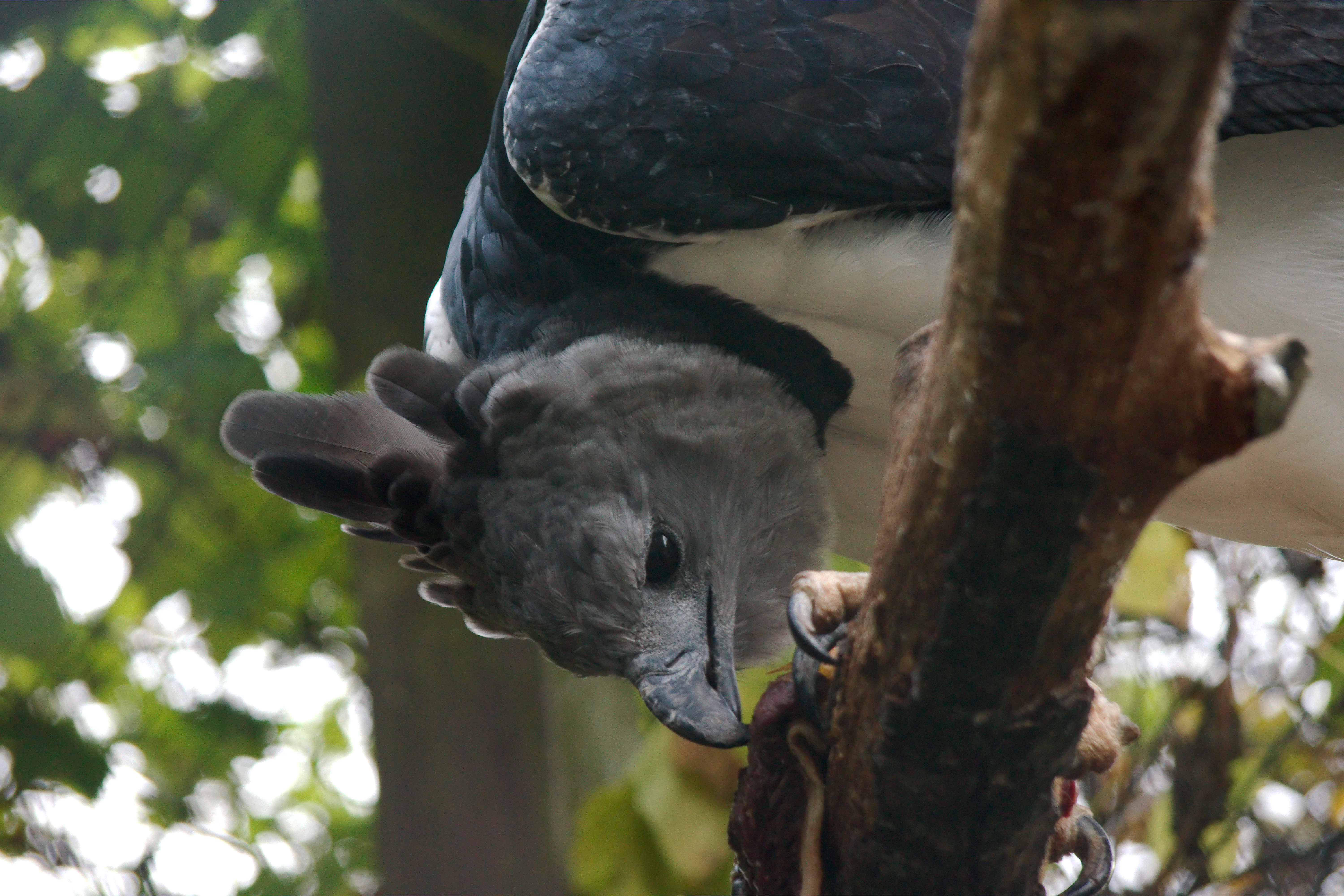 Crouching Harpy Eagle. Photo taken by Andy Rogers, published on Flickr