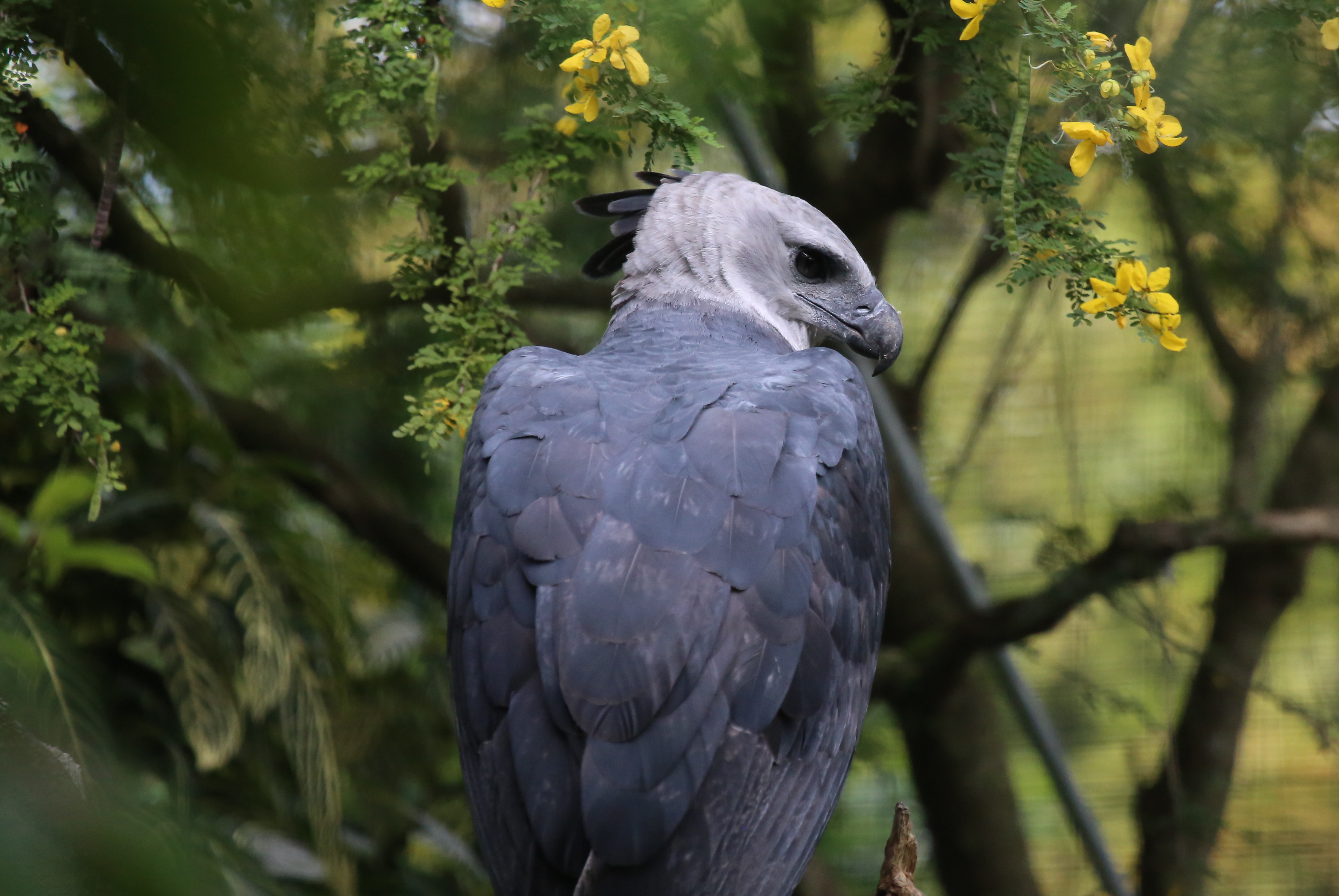 Beautiful perched Harpy Eagle. Photo taken by cuatrok77, published on Flickr 