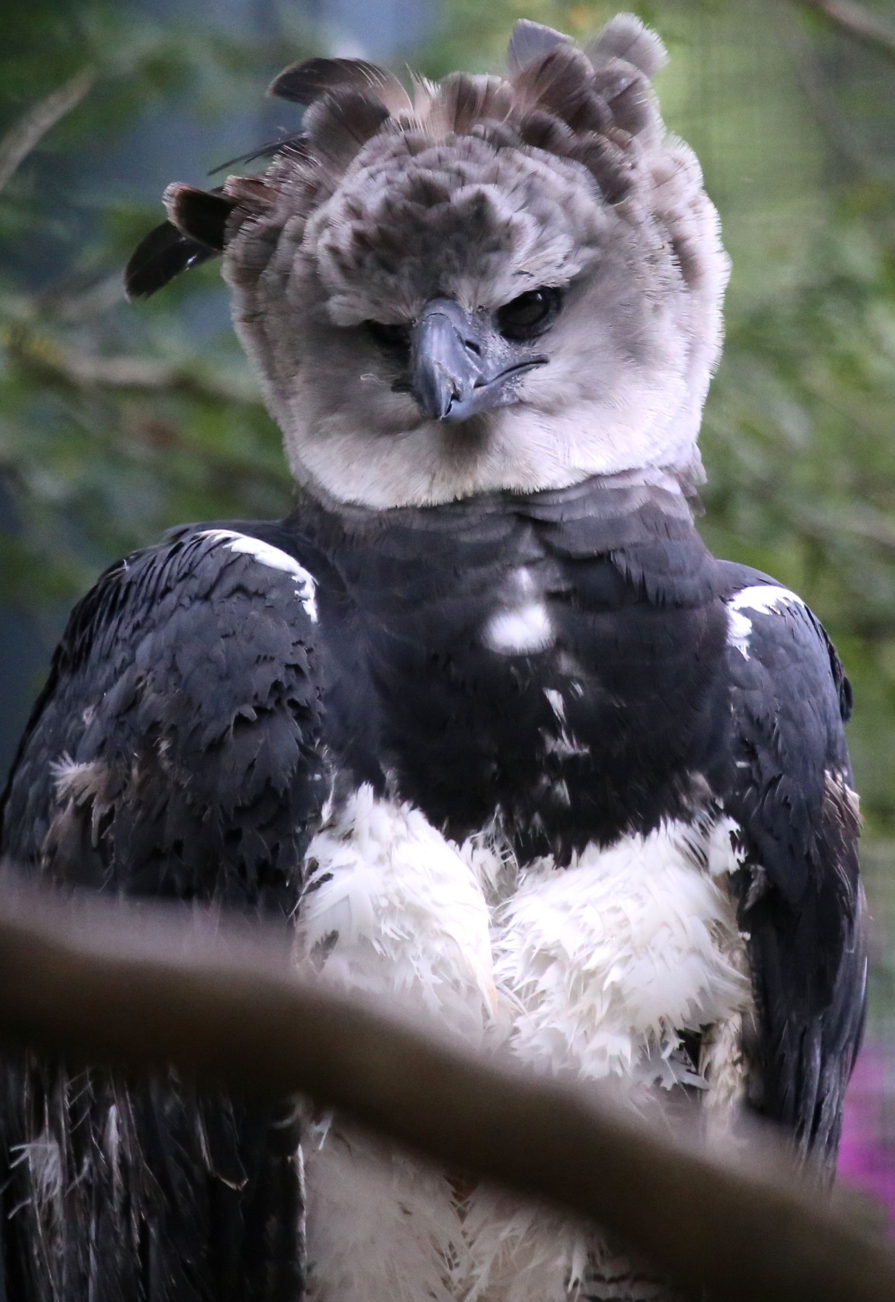 Harpy Eagle resting on branch. Photo taken by cuatrok77, published on Flickr