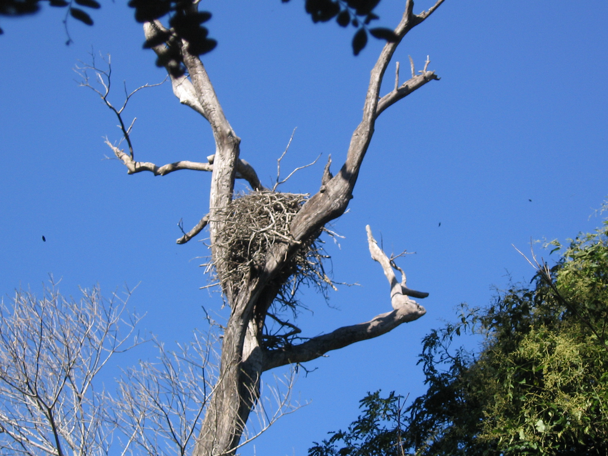 Harpy Eagle nest. Photo taken by David Morimoto, published on Flickr