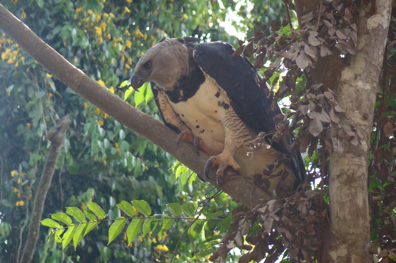 Harpy Eagle about to take flight. Photo taken by Sidnei Dantas, published on Flickr