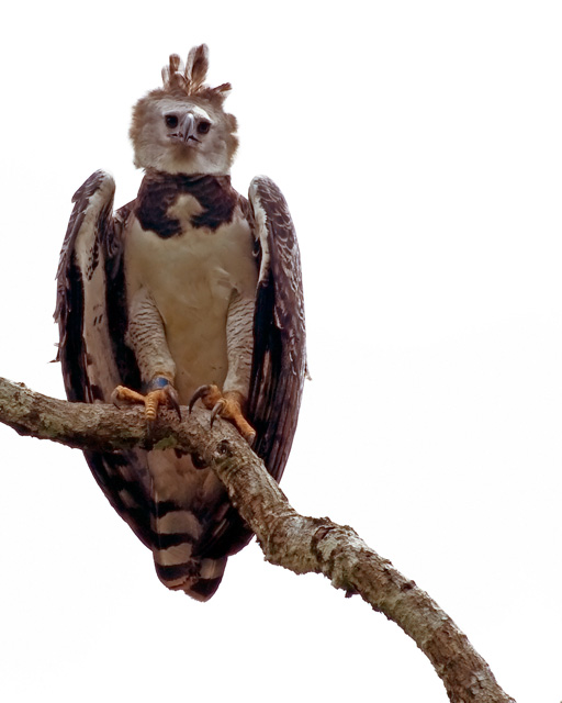 Perched Harpy Eagle. Photo taken by Richard Crook, published on Flickr