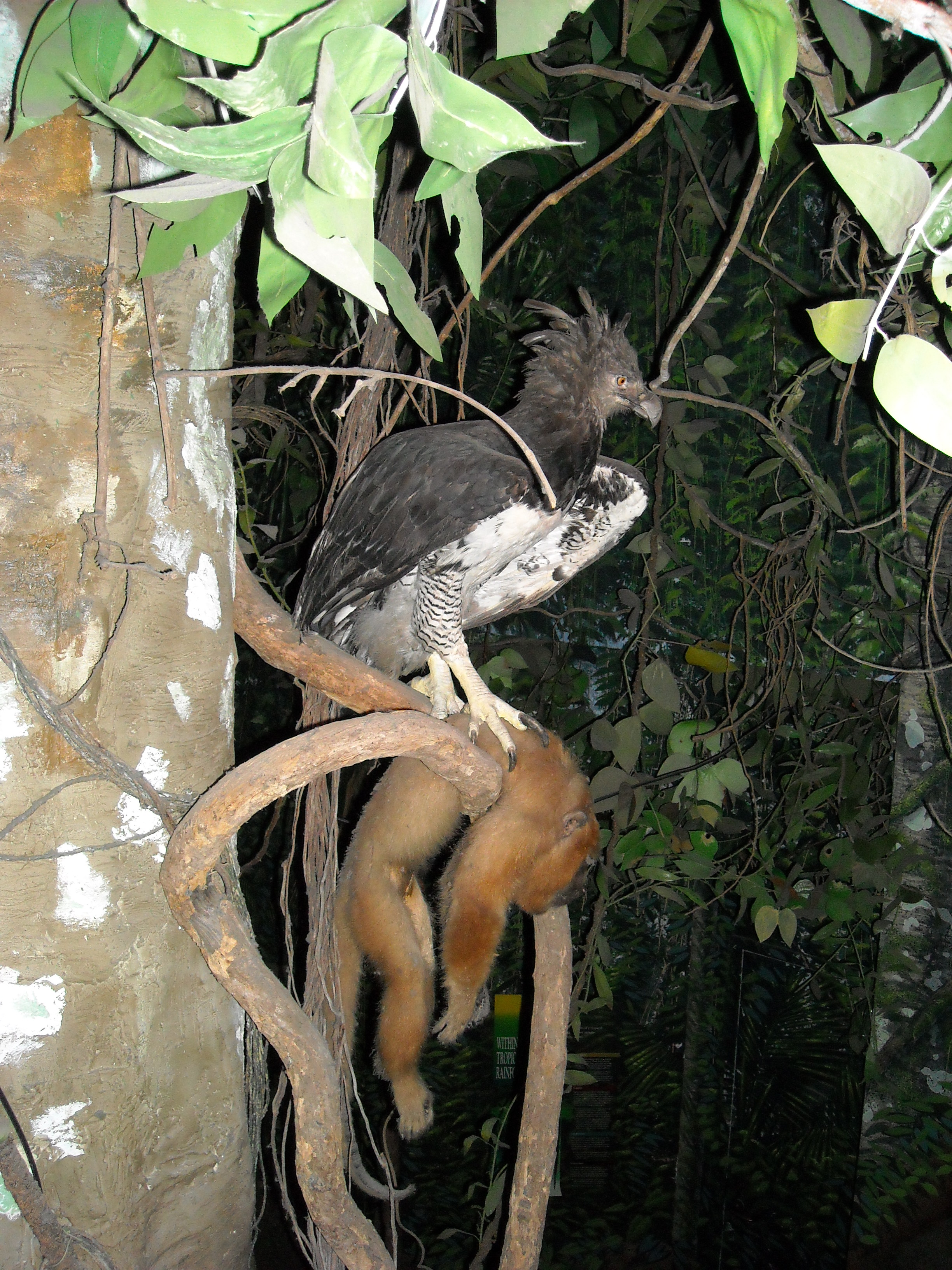 Harpy Eagle with Howler Monkey. Photo taken by Kirsten, published on Flickr