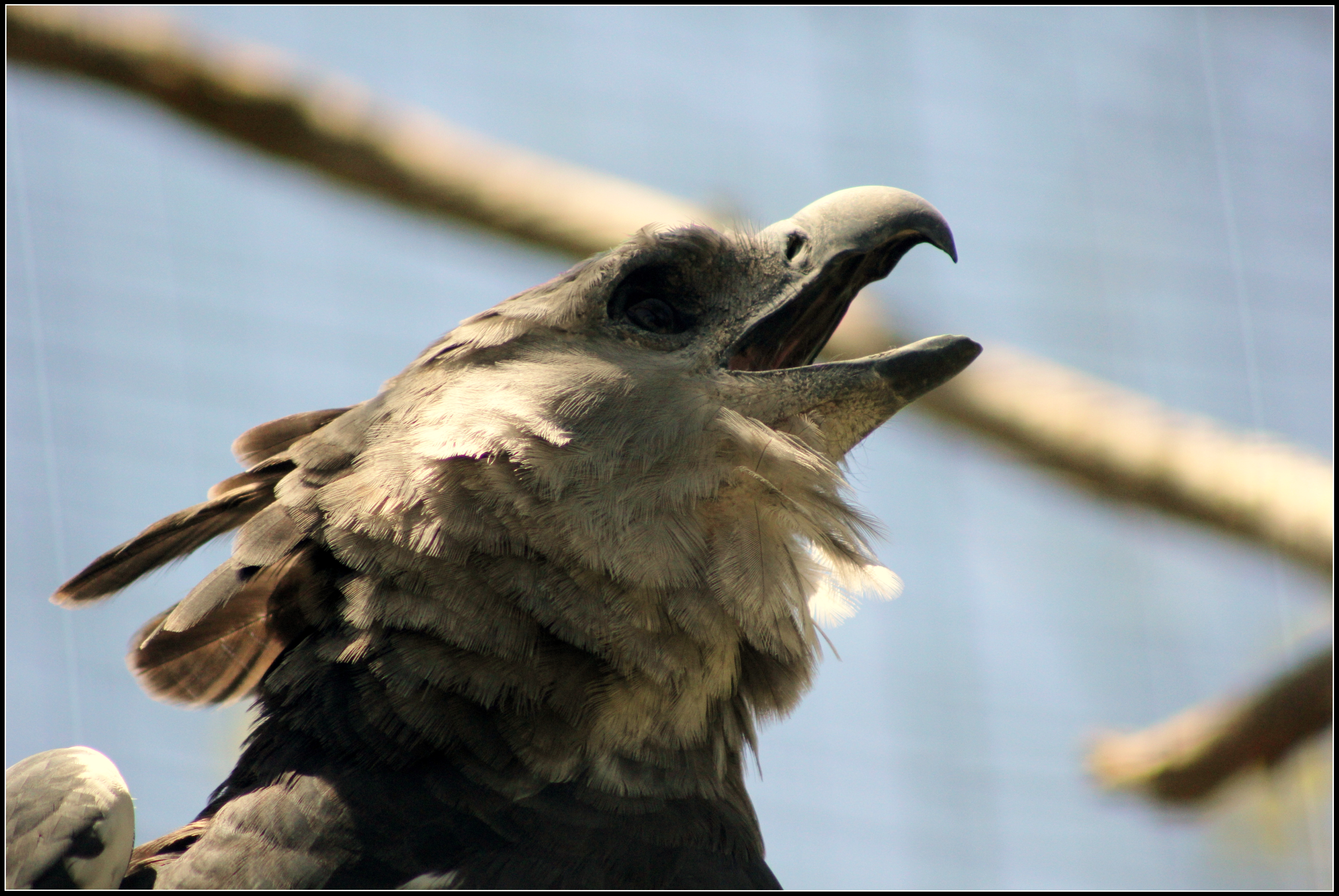 Harpy Eagle mid call. Photo taken by cuatrok77, published on Flickr