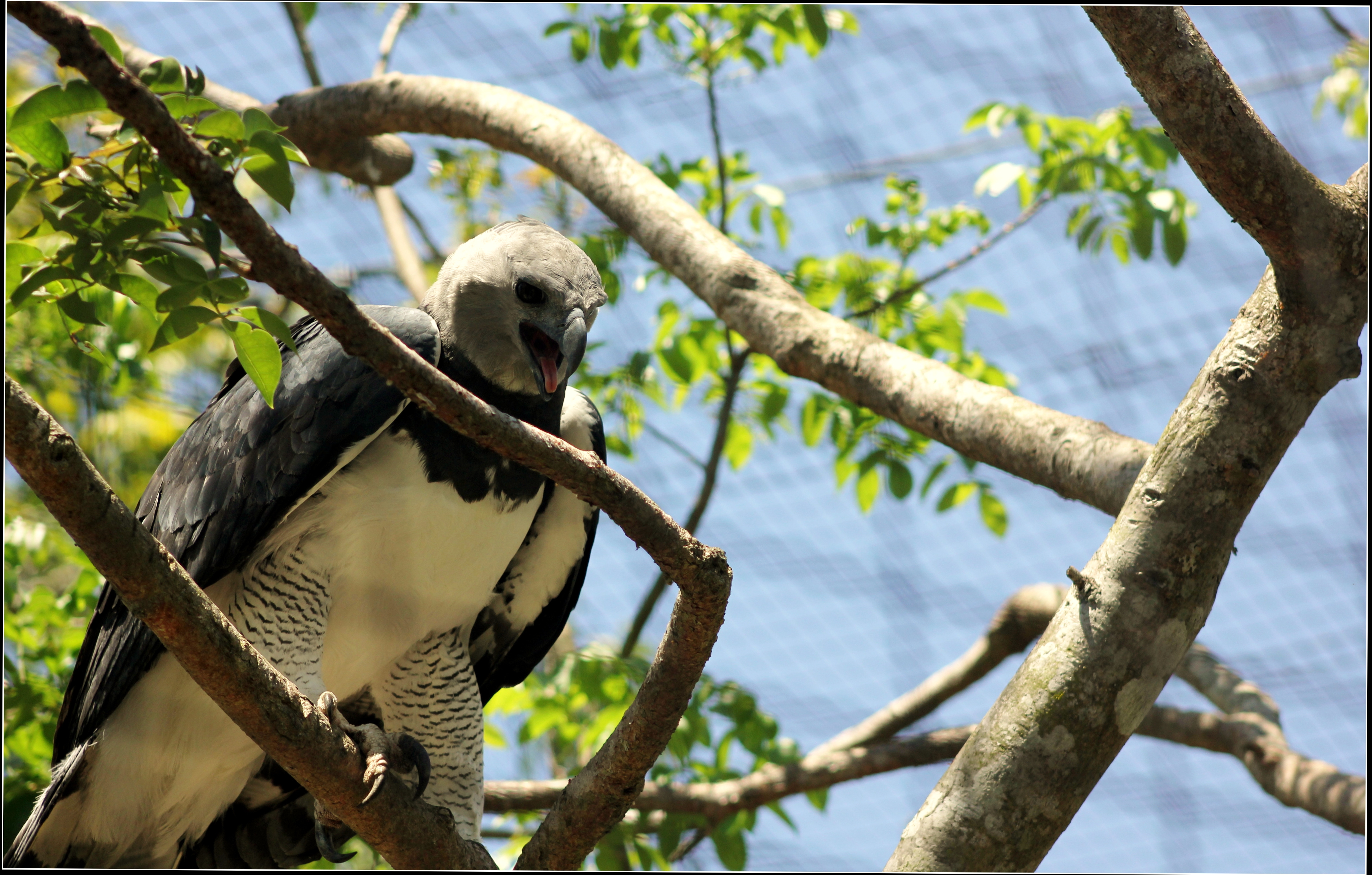 Harpy Eagle in tree. Photo taken by cuatrok77, published on Flickr