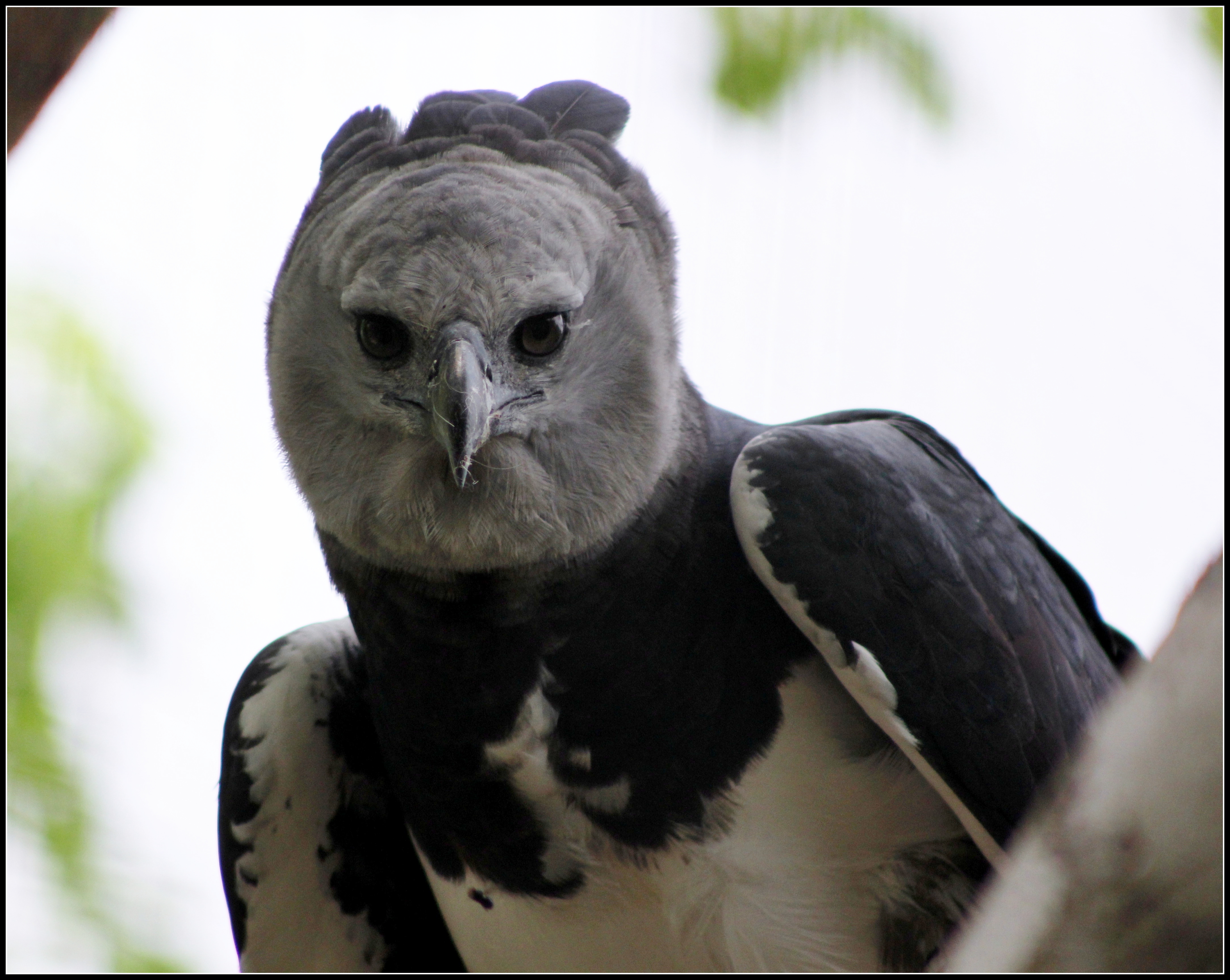 Staring into the eyes of the Harpy Eagle. Photo taken by cuatrok77, published on Flickr