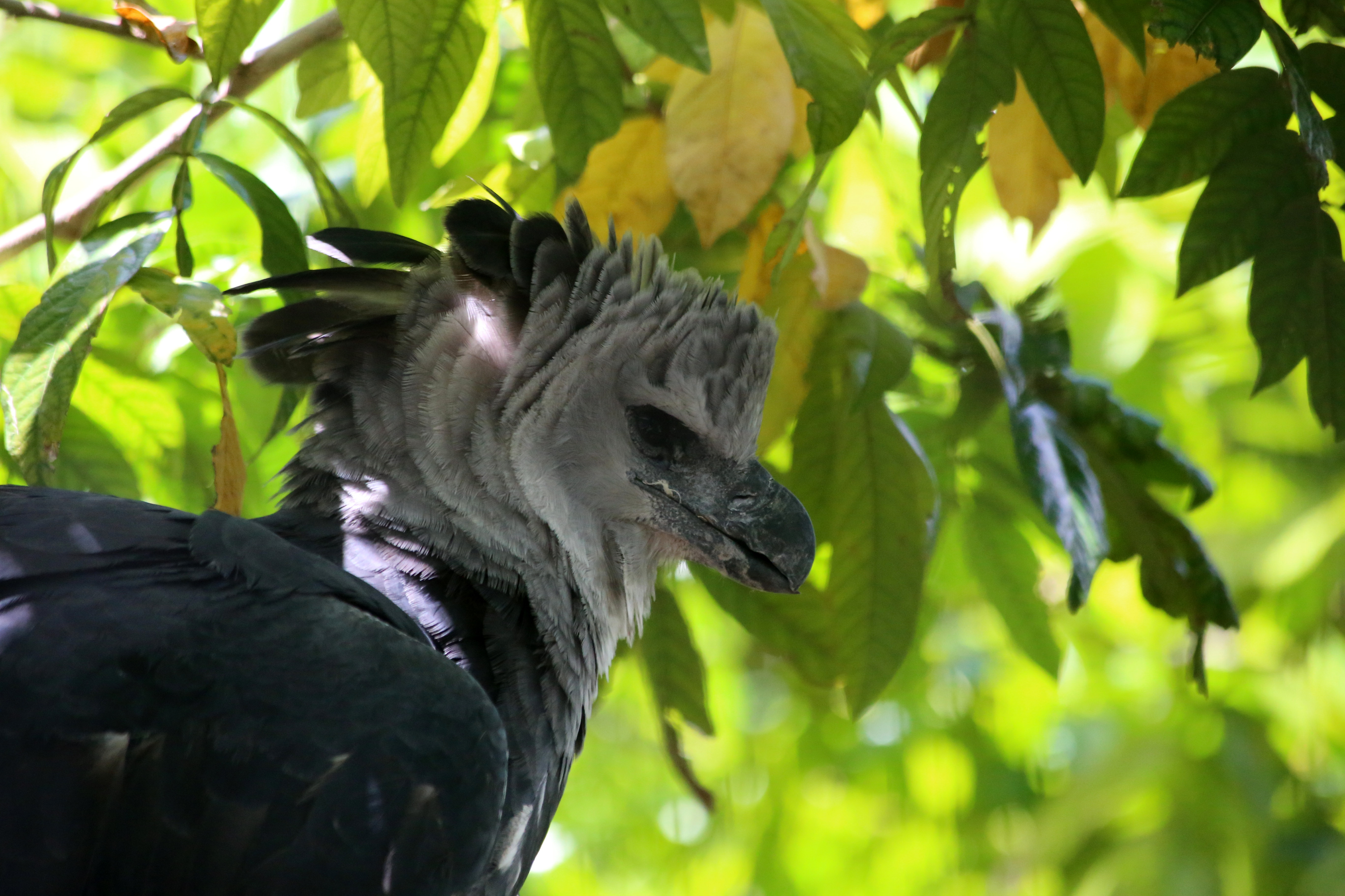 Majestic Harpy Eagle. Photo taken by cuatrock77, published on Flickr