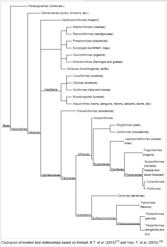 Aves phylogeny. Published Wiki commons, modified by Zoe Simon December 9, 2013