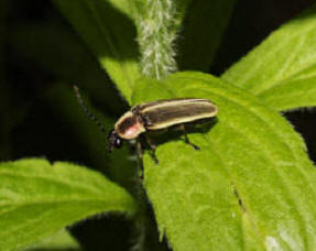 Photinus ignitus perched on a leaf courtesy of Don Salvatore