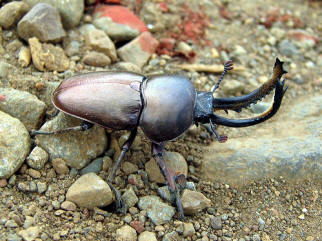 Beetle courtesy of Michael Johnson