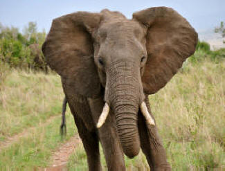elephant courtesy of Brittany Hock