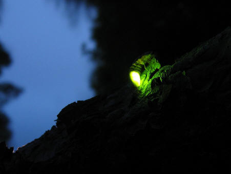 Picture of a glowworm (larvae) performing bioluminescence with its lantern courtesy of Dag Agren