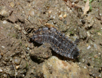 Firefly larva courtesy of Don Salvatore