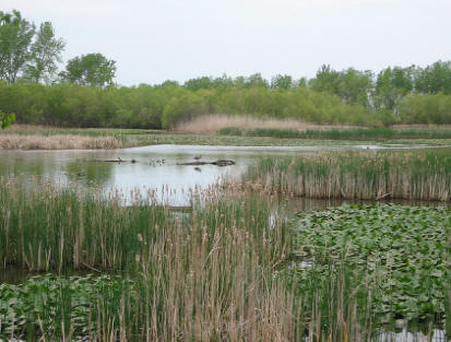 Picture of a marsh, a preferred habitat for Photinus ignitus, courtesy of Brian Herzog