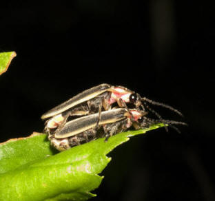 First stage of mating for Photinus ignitus, courtesy of Don Salvatore