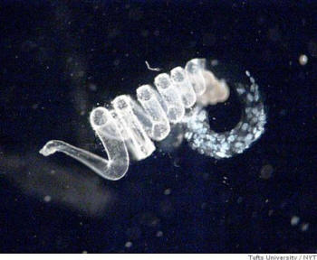 Picture of a nuptial gift, a spermatophore, courtesy of Tufts University
