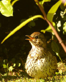 Picture of a thrush courtesy of Sid Mosdell
